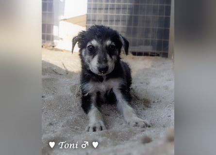 Teddy und seine Geschwister suchen ab September ein Zuhause