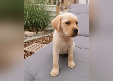 Reinrassige Labradorwelpin hell