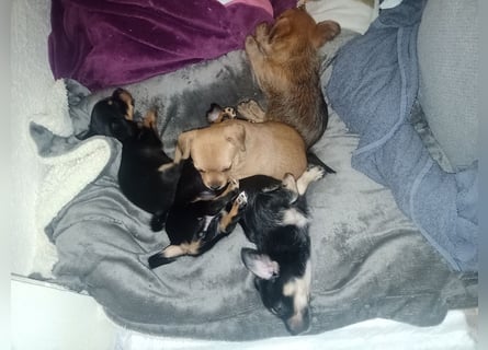 Süße Chorkie-Welpen black and tan & beige MIX !!!