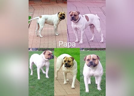American Bulldog Welpen