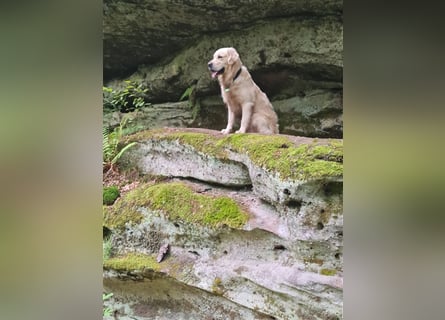 Golden Retriever Deckrüde