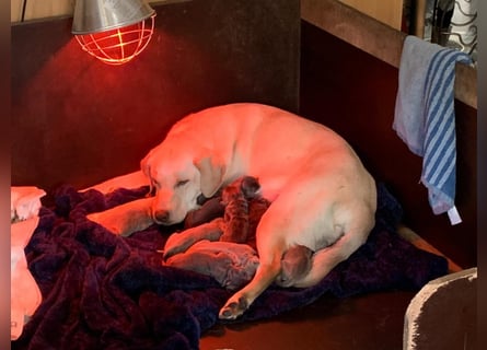 Labrador welpen in Tolle farben!