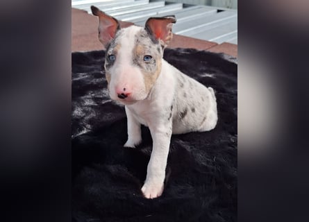 Mini bullterrier - Australian shepherd mix welpen