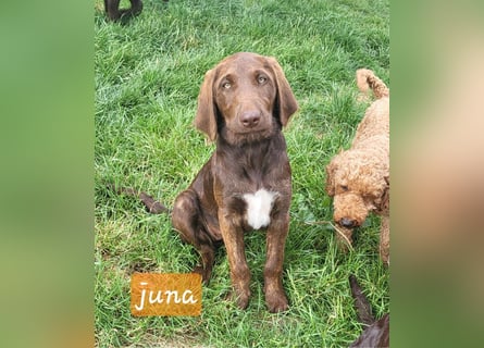 Welpen Labradoodle F1 Braun Könispudel x Labrador