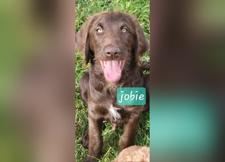 Welpen Labradoodle F1 Braun Könispudel x Labrador