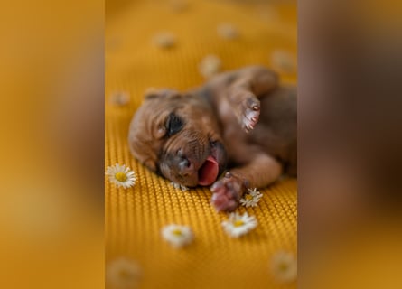 Rhodesian Ridgeback Welpen mit FCI-Ahnentafel