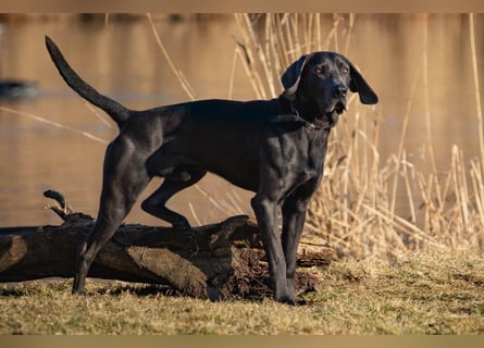 Joe Fritz - aktiver Familienhund - Tierhilfe Franken e.V.
