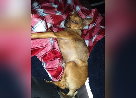 Zwergpinscher Rüde, freundlich, gut sozialisiert, gehorsam, stubenrein sucht ruhiges Heim