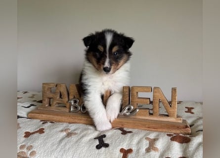 Wundervolle Collie-Welpen aus liebevoller VDH-Zucht suchen ein liebevolles Zuhause