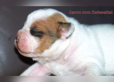 Continental Bulldogs vom Zwieseltal