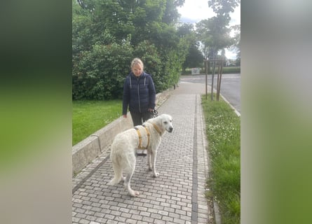 Francesco - Sein Traum: Grundstück und Streichelhänden