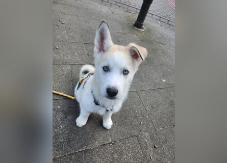Akita/Sibirien Husky Welpen