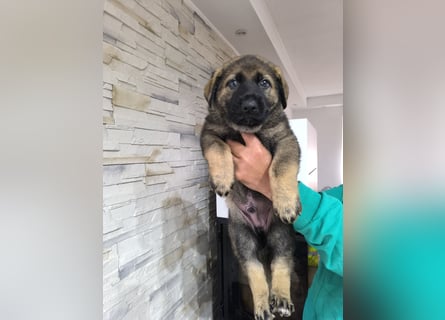 Deutsche Schäfer Hunde Welpen Rassen Hunde
