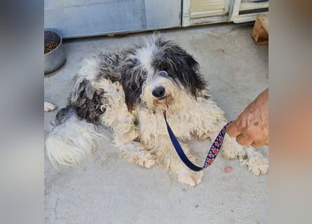 Jovi - -HAT INTERESSENTEN - ängstlicher kleiner Kerl sucht seine Familie