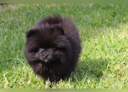 Zwergspitz Pomeranian Welpen in verschiedenen Farben mit Papieren