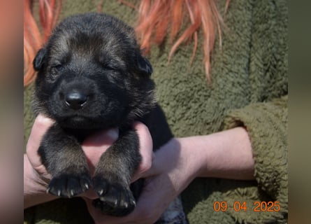 Dunkelgraue Schäferhunde aus Kör-u.Leistungzucht