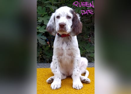 English setter Welpen (3 Rüden, 2 Hündinnen)