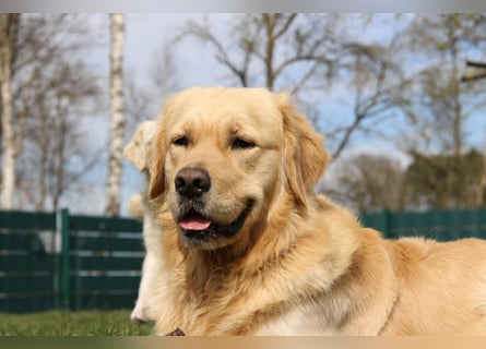 Golden Retriever Deckrüde mit FCI-Ahnentafel