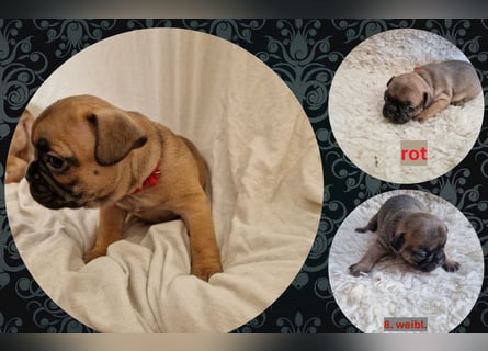 Französische Bulldoggen Welpen