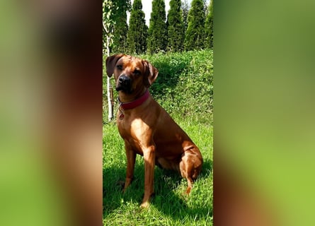 Rhodesian Ridgeback Welpen
