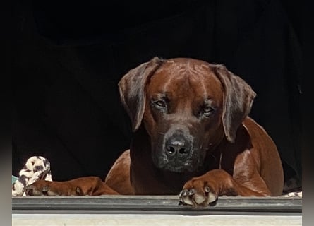 Rhodesian Ridgeback Dark Wheaten
