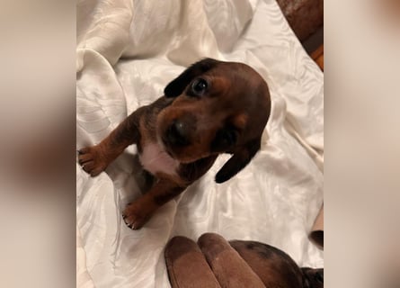 Zuckersüße Jack Russel- Dackel Welpen in liebevolle Hände abzugeben !