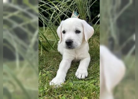 Wunderschöne Labrador Welpen mit Papieren