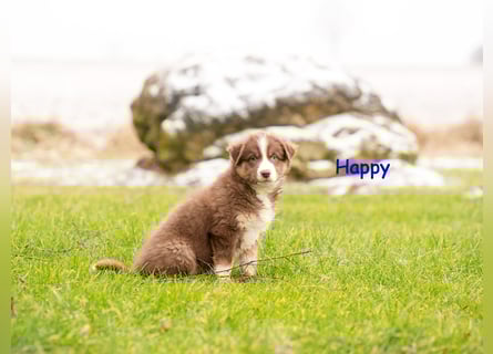Zuckersüße Australian Shepherd Welpen ASCA