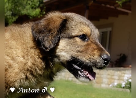 Allie, Adam und Ajax suchen ein Zuhause