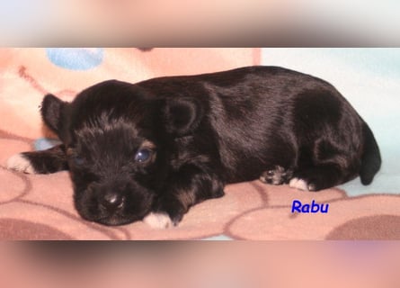 Kirsei-Kra Tibet Terrier Welpen ( VDH / ILT )