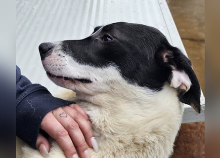 Mella - Gute-Laune-Hund