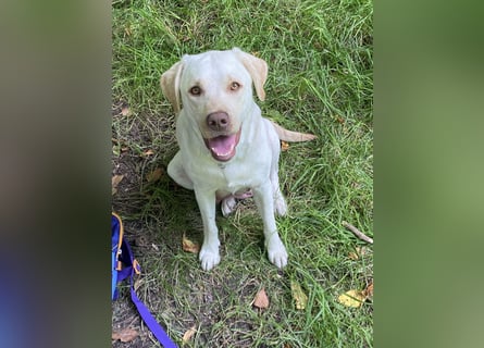 Labrador