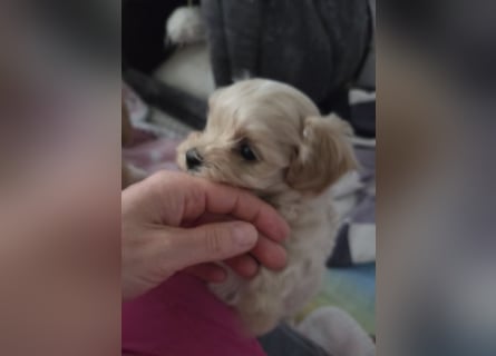 Maltipoo Welpen Rüde