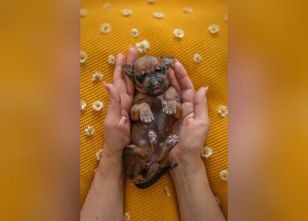 Rhodesian Ridgeback Welpen mit FCI-Ahnentafel