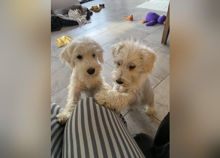 Weiße Zwergschnauzer Welpen nicht haarend reinrassig