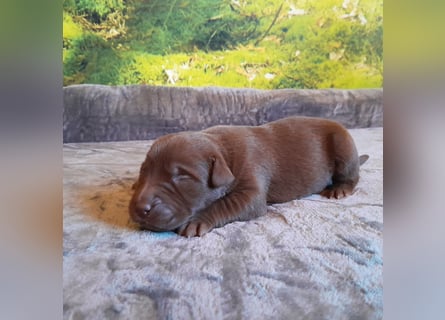 Reinrassige Labradorwelpen