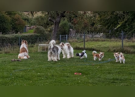 Kleiner Mischling: Der kleine Muck sucht seine Fürimmerfamilie PLZ 91522