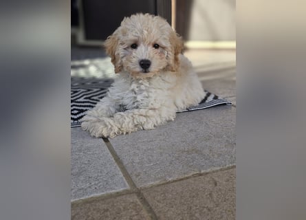 Zwerg Pudel x Maltipoo