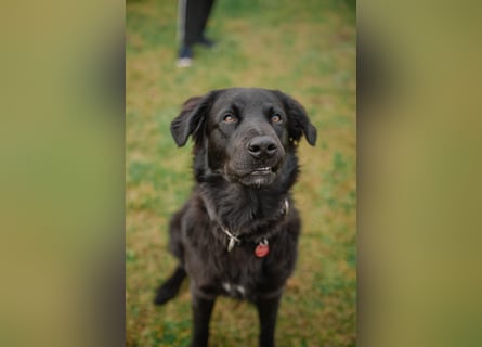 Kaukase-Hovawart Mix sucht neues Zuhause