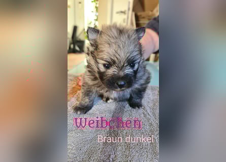 zuckersüße Pomeranianwelpe