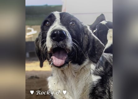 Rocky , Rania und Rina suchen  ab Anfang August ein Zuhause