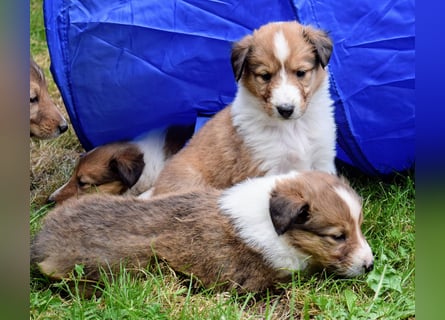 Colliewelpen aus über 40Jahren Zucht