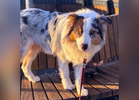 Alfred - ein besonderer Hund sucht seinen speziellen Menschen - Tierhilfe Franken e.V.
