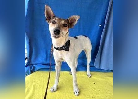 ❤️ lebenslustige kleine ROXY - 3 Jahre, 38cm/8kg - Jack Russell-Mix