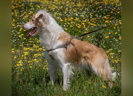 Paky – ein Traumhund aus Portugal