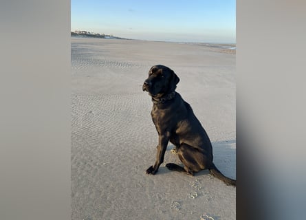 Wurf Cane Corso/Flat & Broholmer