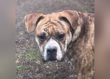 Continental Bulldog Hündin