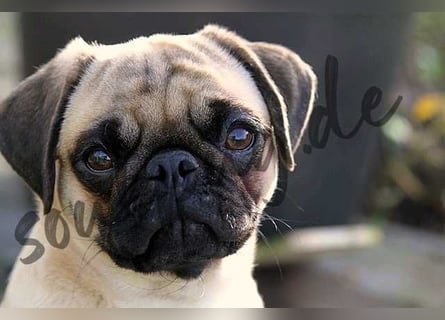 Mops 2.0 Welpen, Rüde, 13 Wochen, Ahnentafel CfdM / VDH / FCI