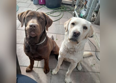 Reinrassige Labradorwelpen