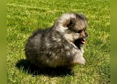 Reinrassige Pomeranian-Hündinnen mit Ahnentafel suchen ihre Traumfamilien